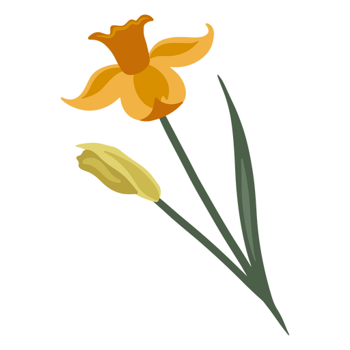 Daffodil yellow flower PNG Design