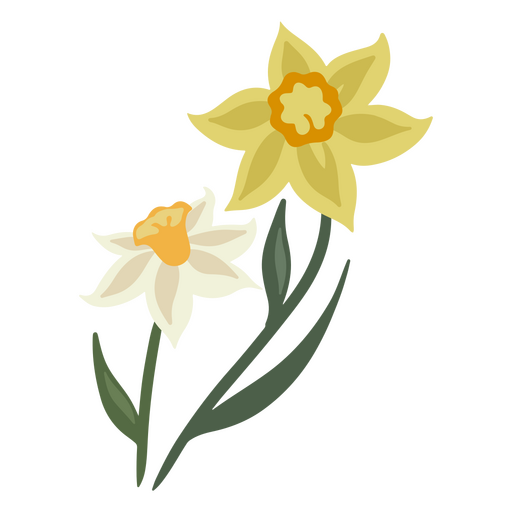 Two daffodils PNG Design