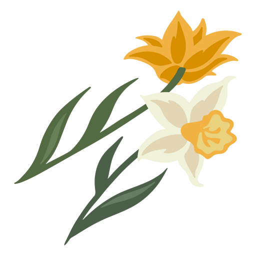 Two daffodils yellow and white PNG Design