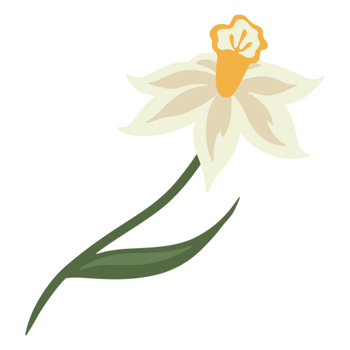 Flor única de narciso branco Desenho PNG
