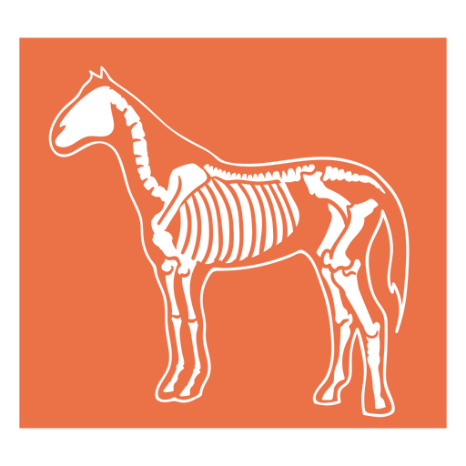 Esqueleto de cavalo fundo laranja Desenho PNG