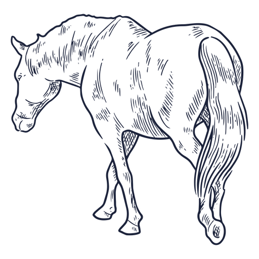Cavalo por trás Desenho PNG
