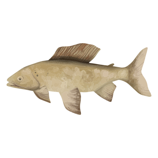 Ilustração de um peixe Desenho PNG