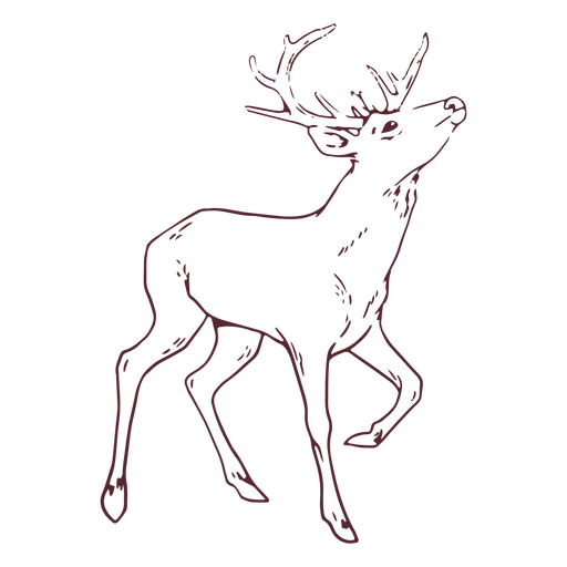 Drawing of a deer PNG Design