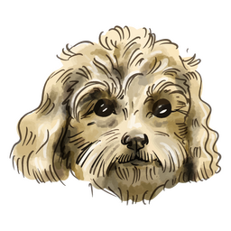 Perro caniche miniatura acuarela Diseño PNG