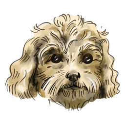 Watercolor miniature Poodle dog PNG Design
