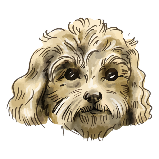 Cão poodle miniatura em aquarela Desenho PNG