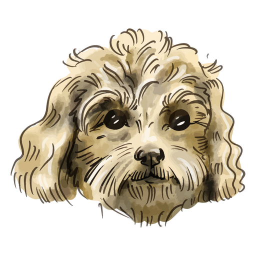 Perro caniche miniatura acuarela Diseño PNG