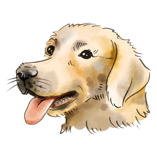 Cão Golden Retriever em aquarela Desenho PNG