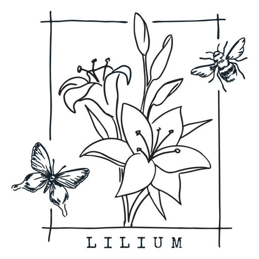 Black and white drawing of a lily with bees and butterflies PNG Design