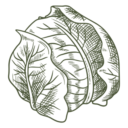 Illustration of a cabbage leaf PNG Design