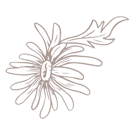 Gänseblümchen zeichnen PNG-Design