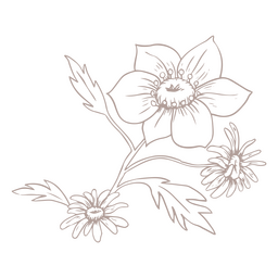 Anemone und Gänseblümchen PNG-Design