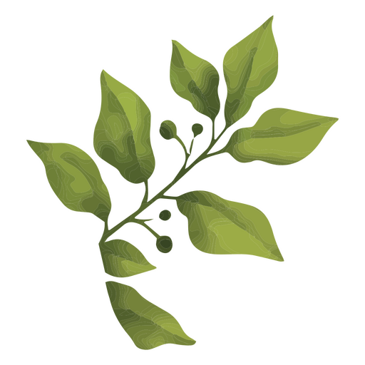 Folhas de figo de planta de casa em aquarela Desenho PNG
