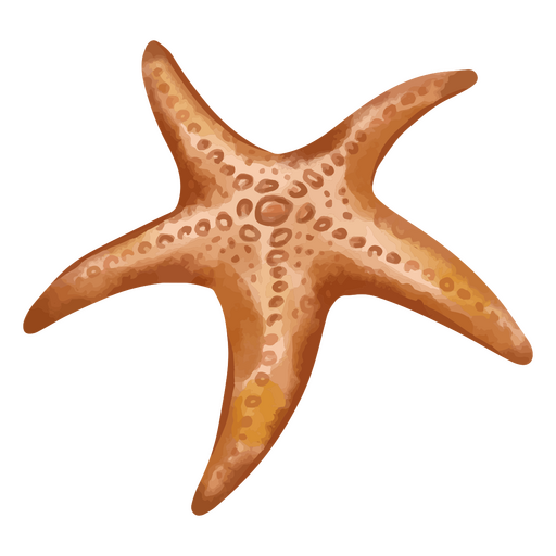 Starfish from the sea PNG Design