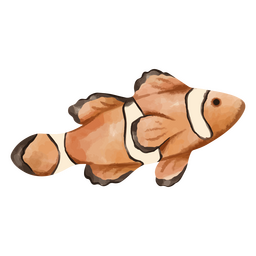 Un pez payaso del mar Diseño PNG