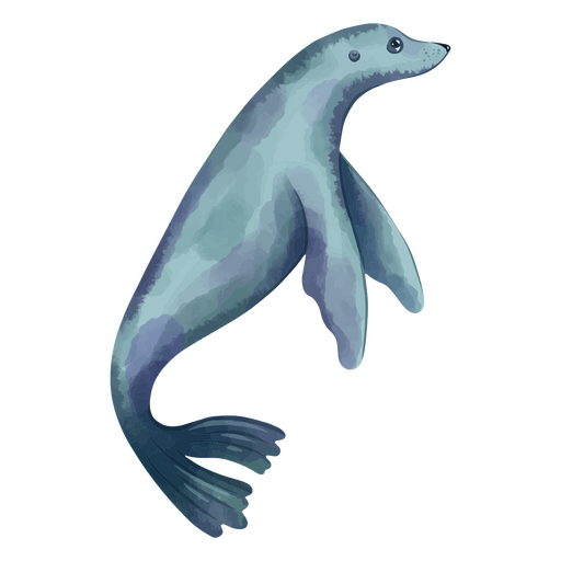 foca marinha Desenho PNG