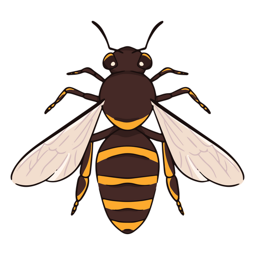 Front bee insect PNG Design