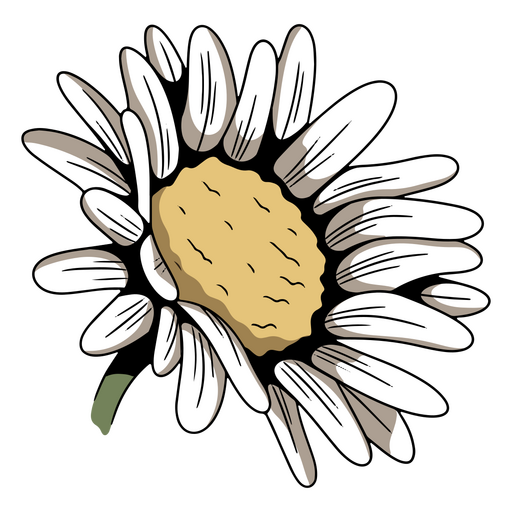 Zartes Gänseblümchen PNG-Design