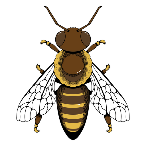 Detailed image of a bee PNG Design
