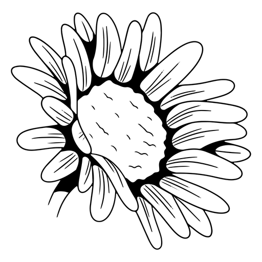 Schönes und zartes Gänseblümchen PNG-Design