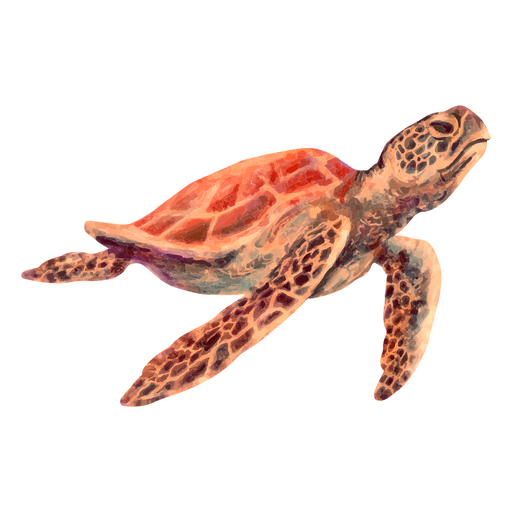 Hermosa tortuga marina Diseño PNG