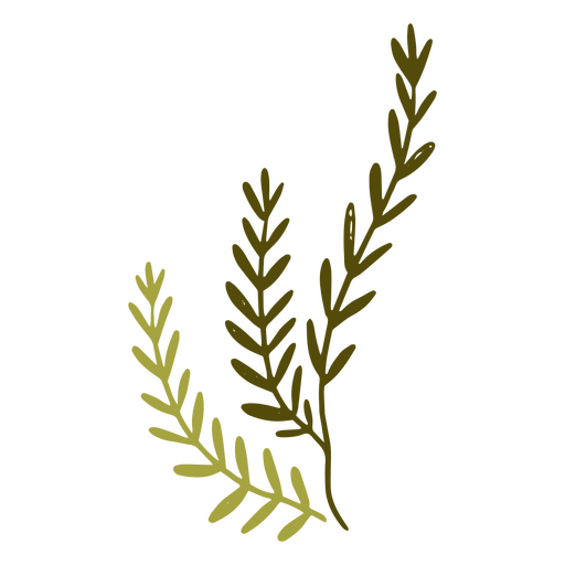 Greenish leaves of a houseplant PNG Design