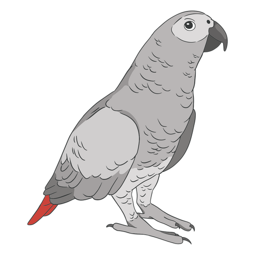 Grauer Papagei PNG-Design