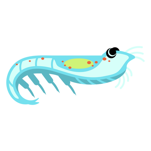 Bioluminescent crustacean