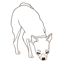 Chihuahua cão farejando acidente vascular cerebral Desenho PNG