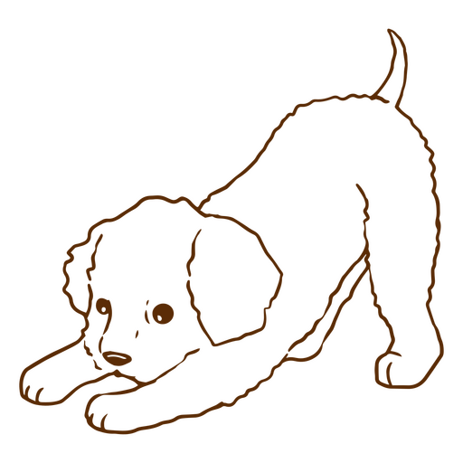 Cão bonito de curso de poodle Desenho PNG