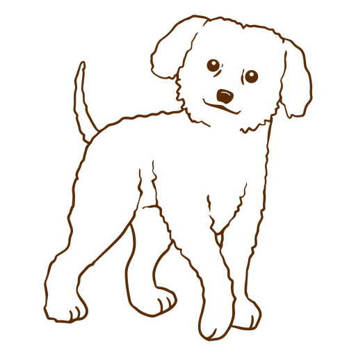 Cão de AVC Poodle Desenho PNG