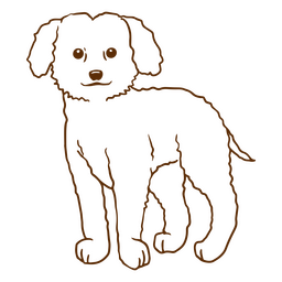 Cães de AVC Poodle Desenho PNG