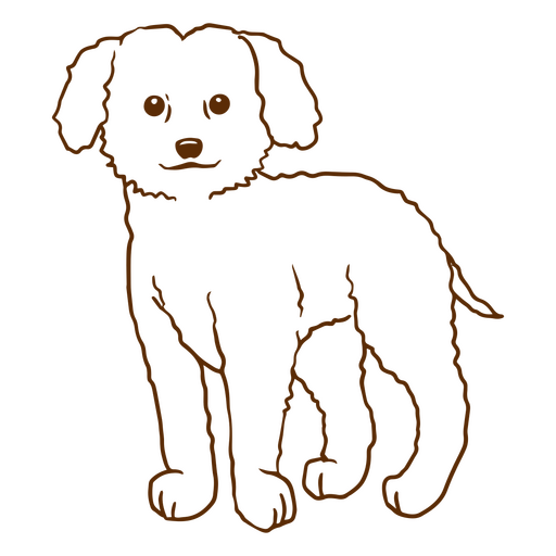 Cães de AVC Poodle Desenho PNG