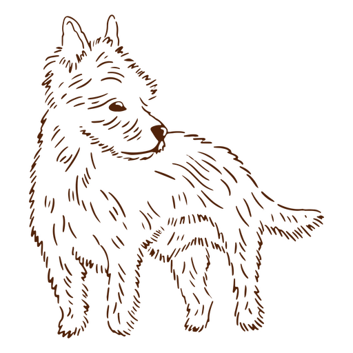 AVC de Yorkshire Terrier