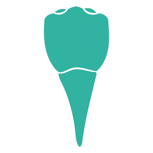 Vista cercana de un diente con su raíz Diseño PNG