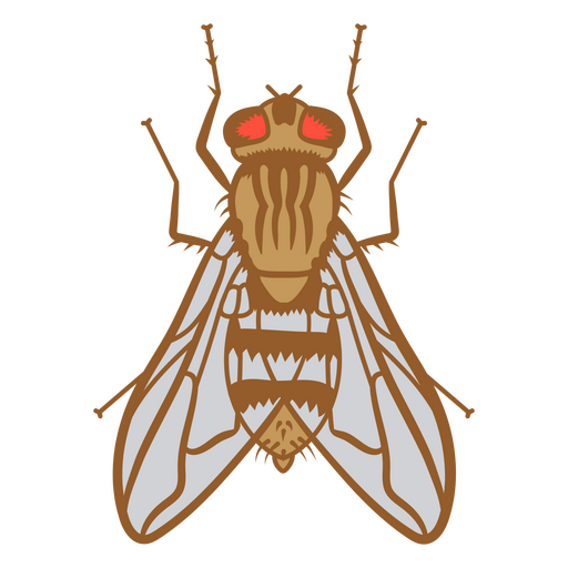 Red-eyed fly    PNG Design