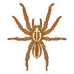 Majestic tarantula    PNG Design