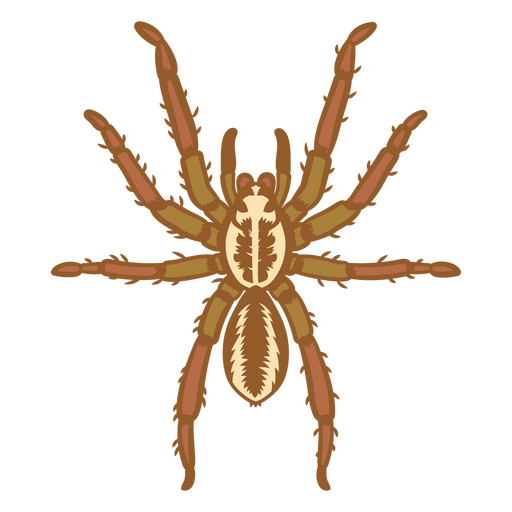 Tarántula majestuosa Diseño PNG