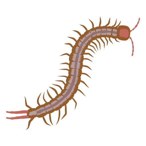 Centipede walking    PNG Design