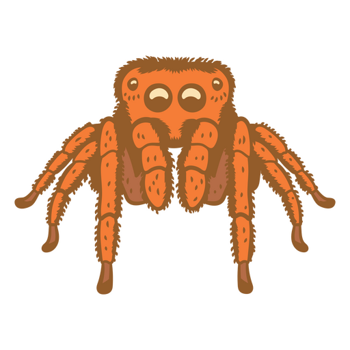 Vista frontal de uma aranha Desenho PNG
