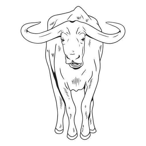 Curso de animal búfalo africano Desenho PNG