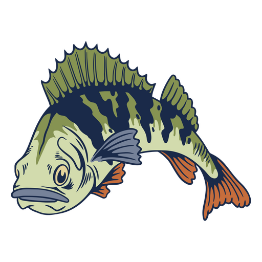 Perch fish color stroke PNG Design