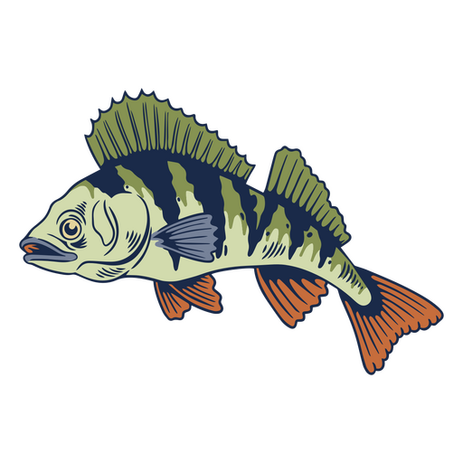 Fish color stroke perch PNG Design