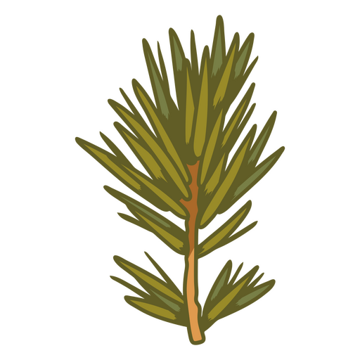 Abies sibirica foraging PNG Design