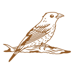 Exotic bird stroke image PNG Design