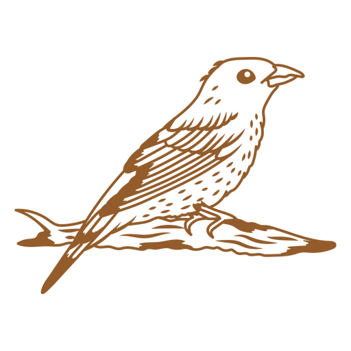 imagem de curso de pássaro exótico Desenho PNG
