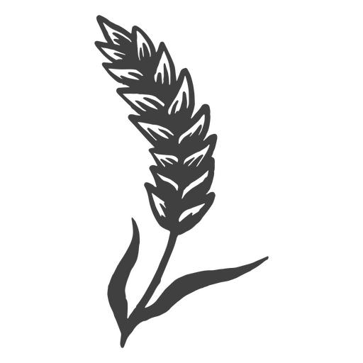 Barley with a coarse texture used to make beer PNG Design