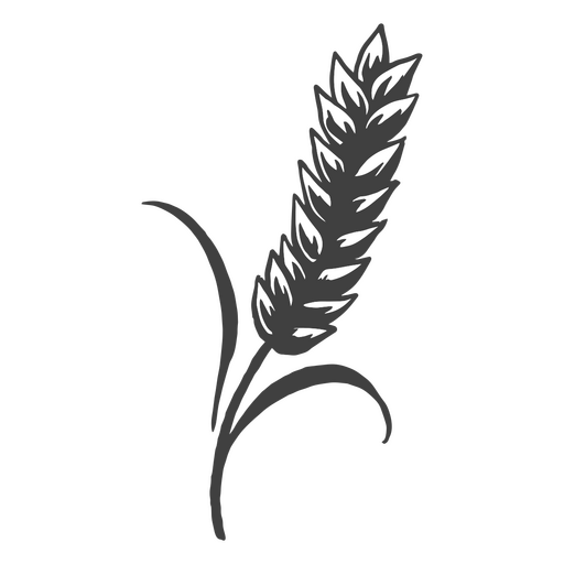 Drawing of barley for the making of beer    PNG Design