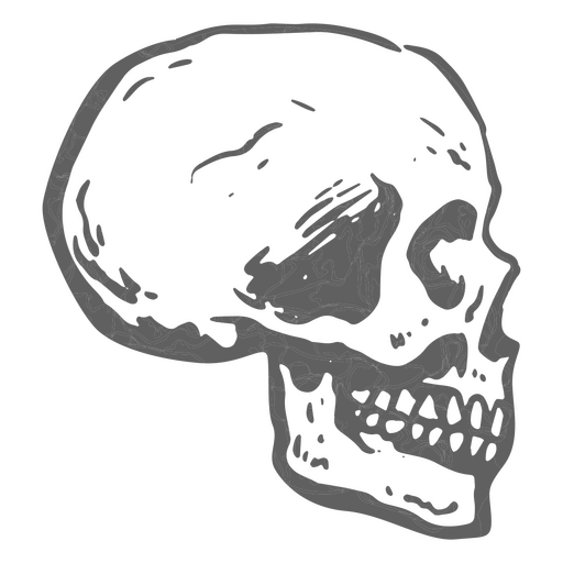 Diseño detallado del cráneo. Diseño PNG
